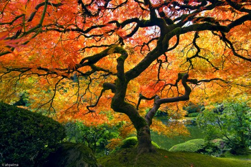 twisted autumn maple.jpg (991 KB)